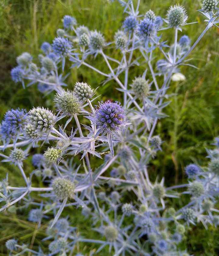 blue