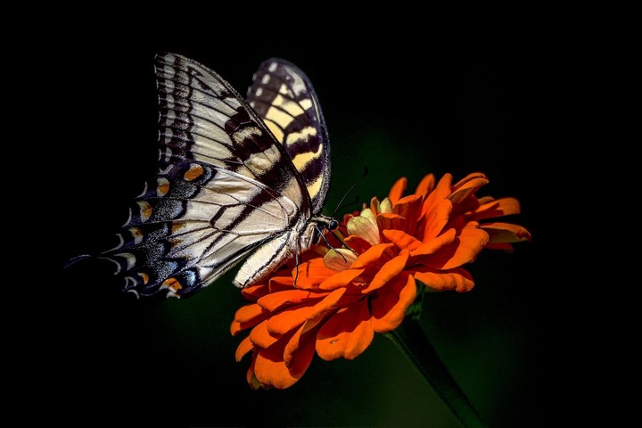 butterfly