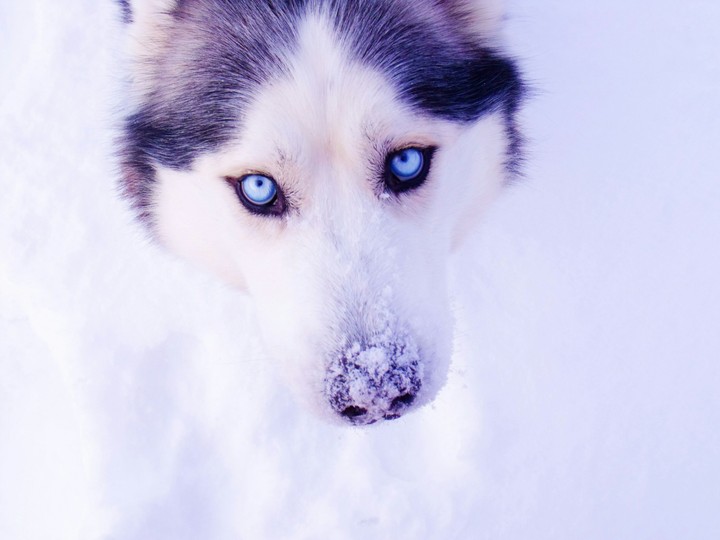 Dog in the snow