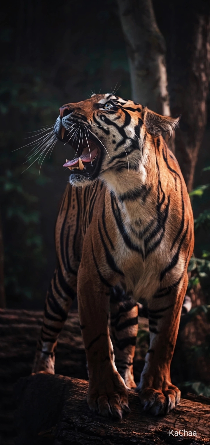 jungle king