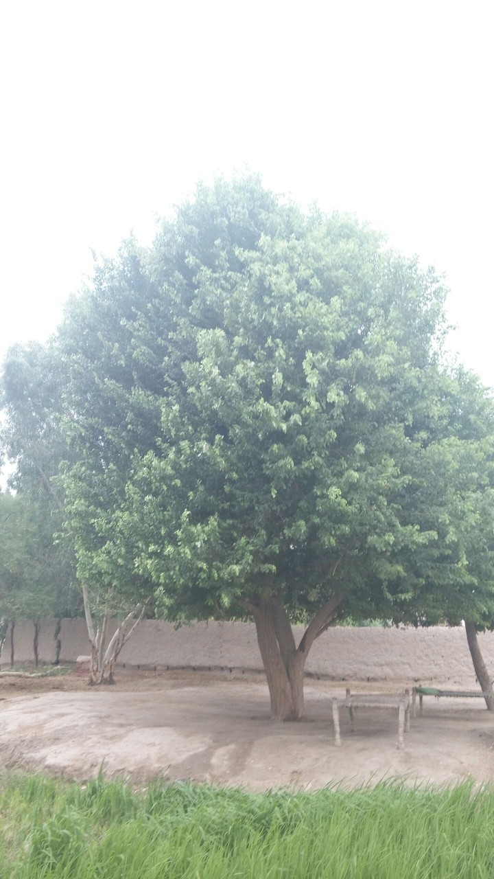 village tree