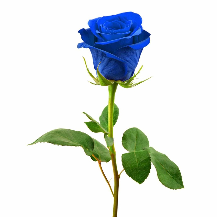 Blue Rose