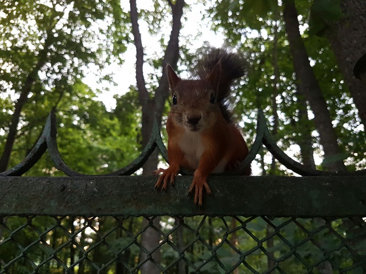 squirrel