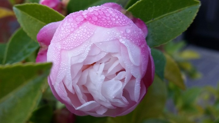 morning dew