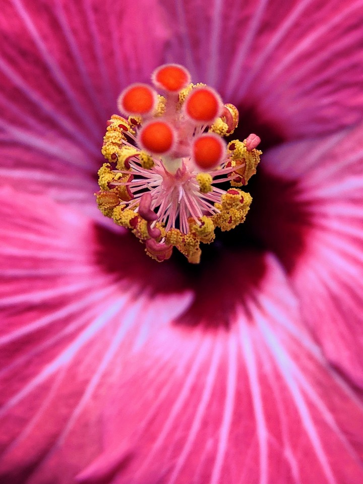 blooming beauty