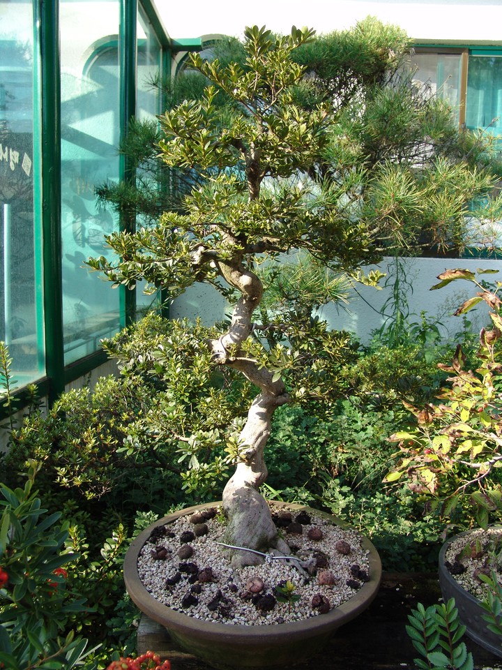 Plant