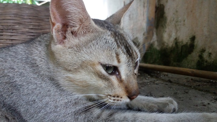cat 2