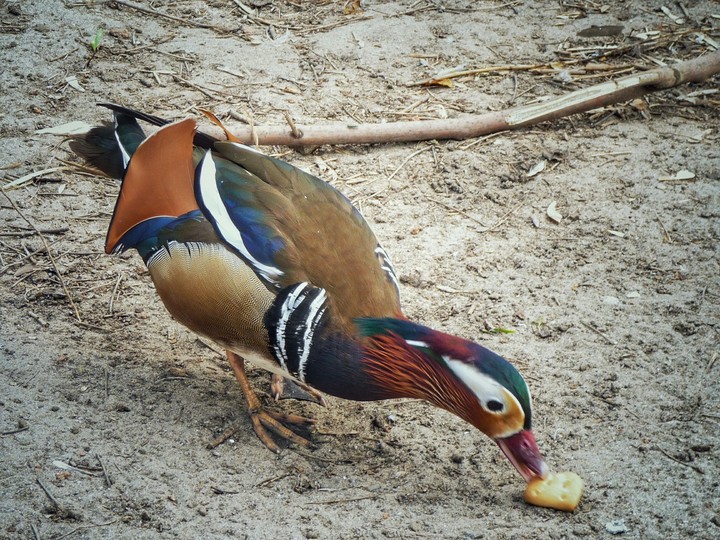 Duck