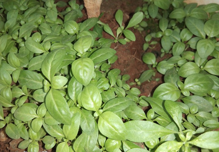 leaves