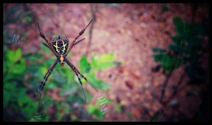 spider
