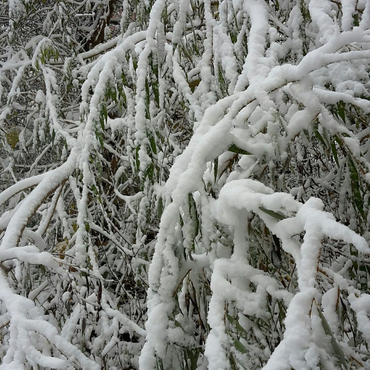 #snow
