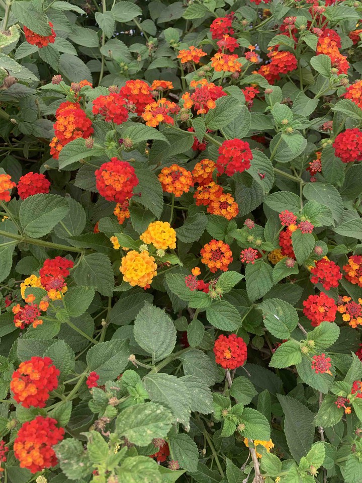 flowers