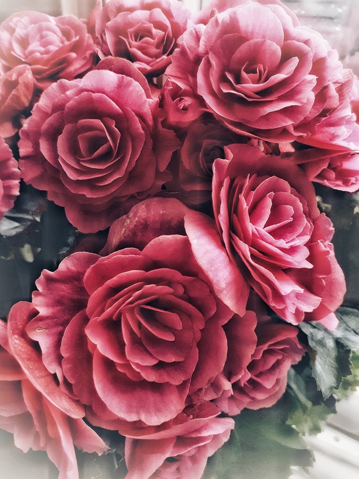 flowers with NushikM