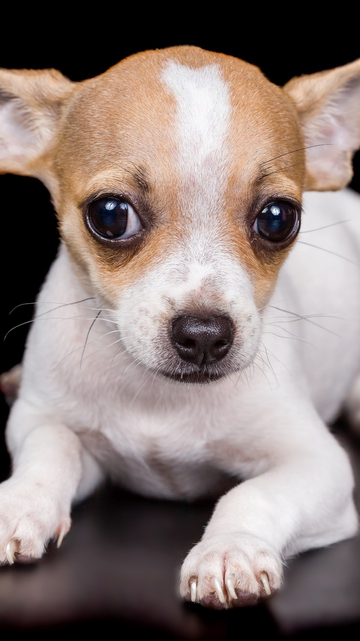 puppy
