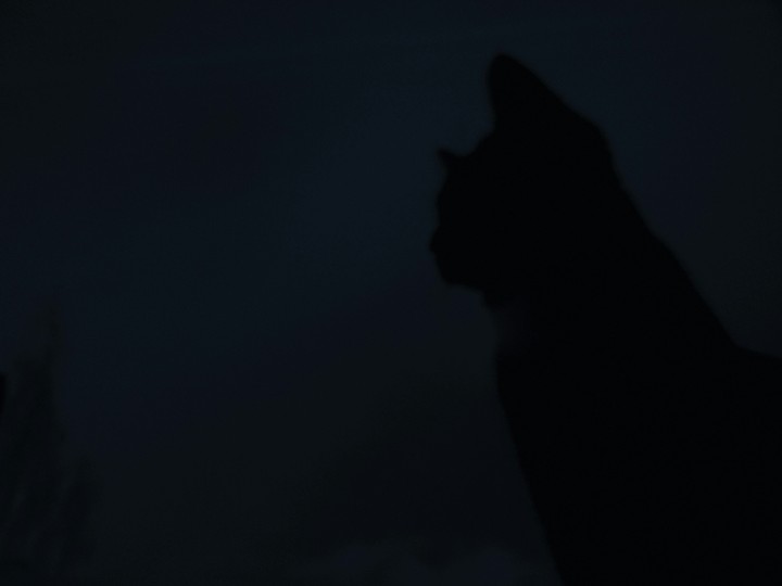 cat in the dark