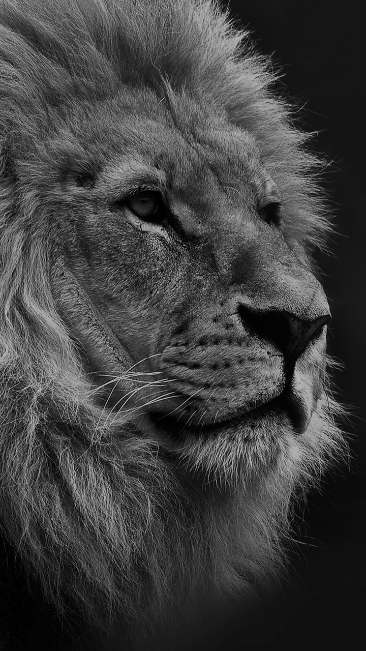 lion
