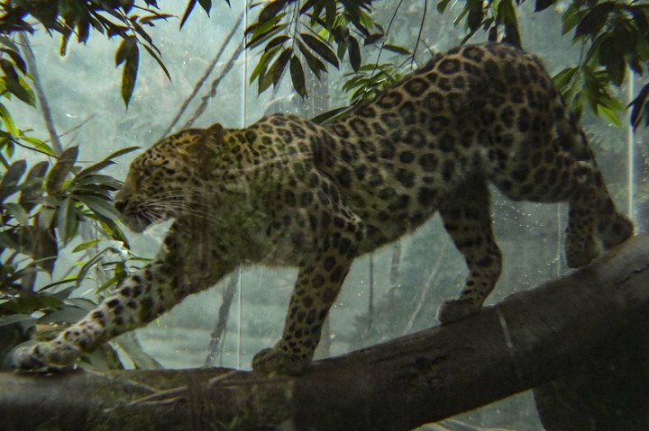 Leopard