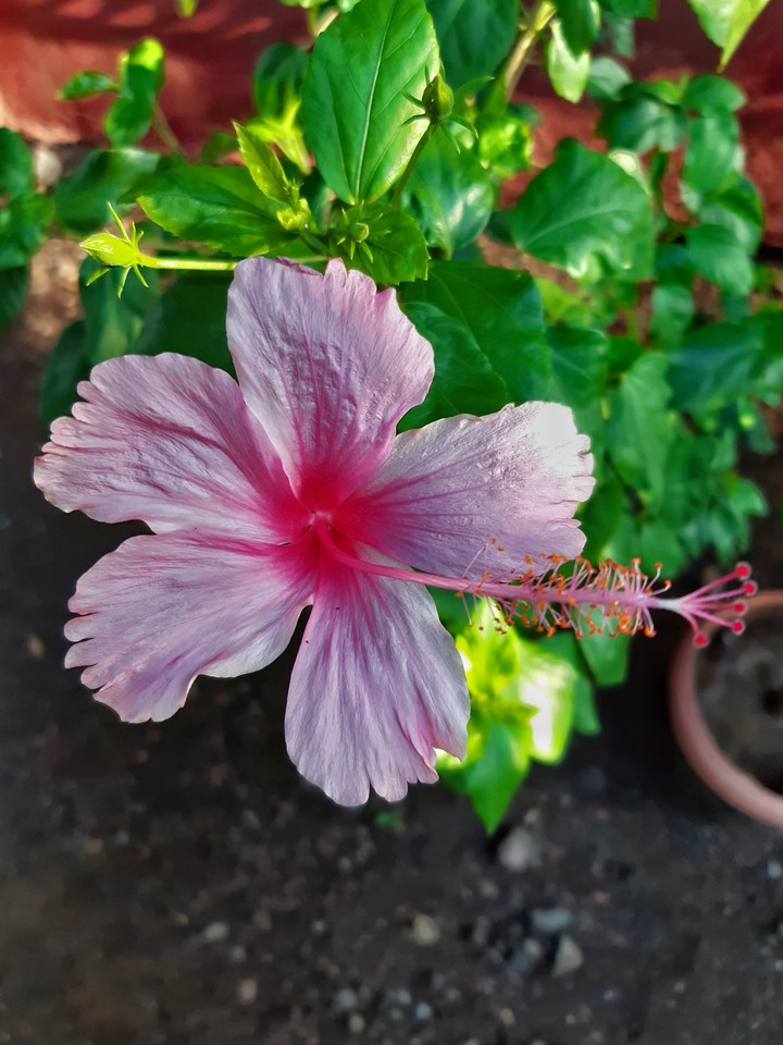 Hibiscus