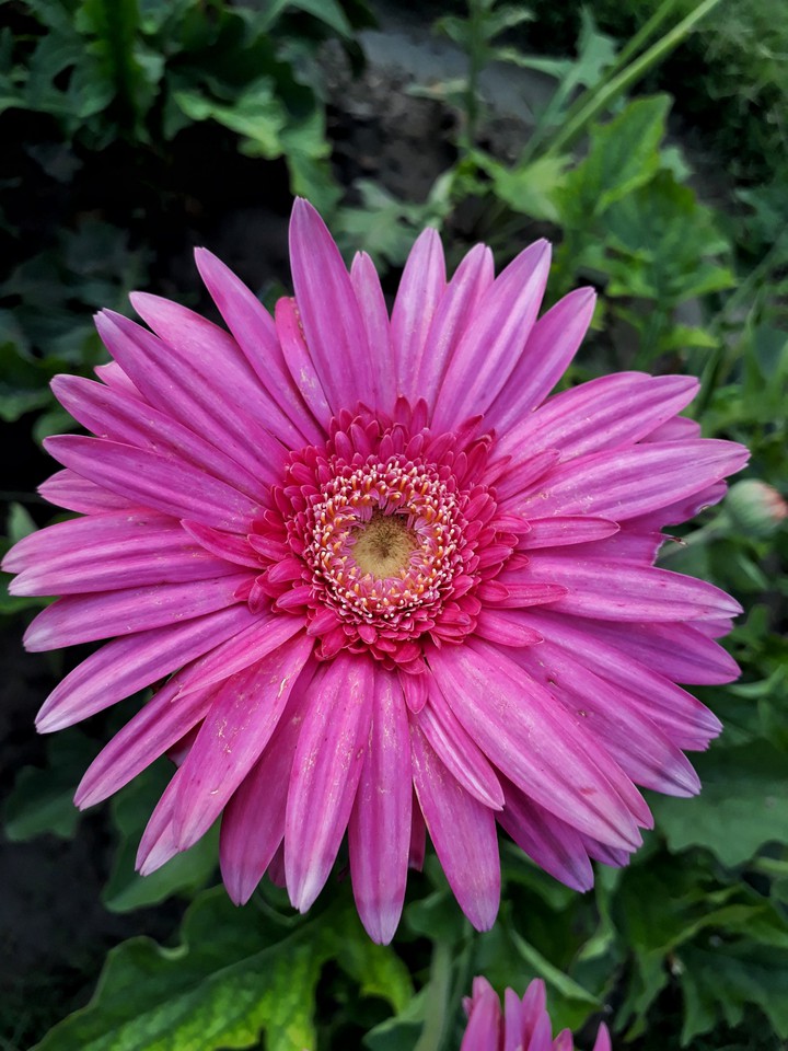 beautiful pink flower