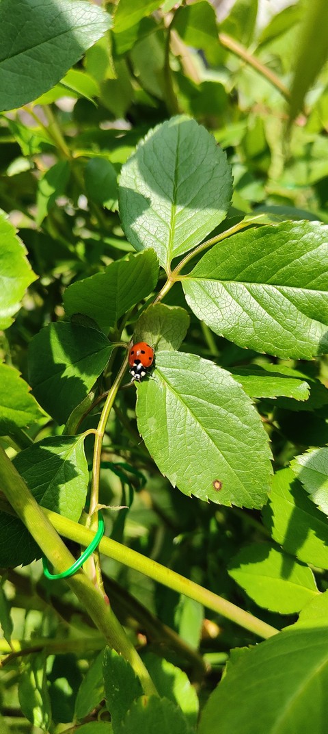 beetle, leaf वॉलपेपर
