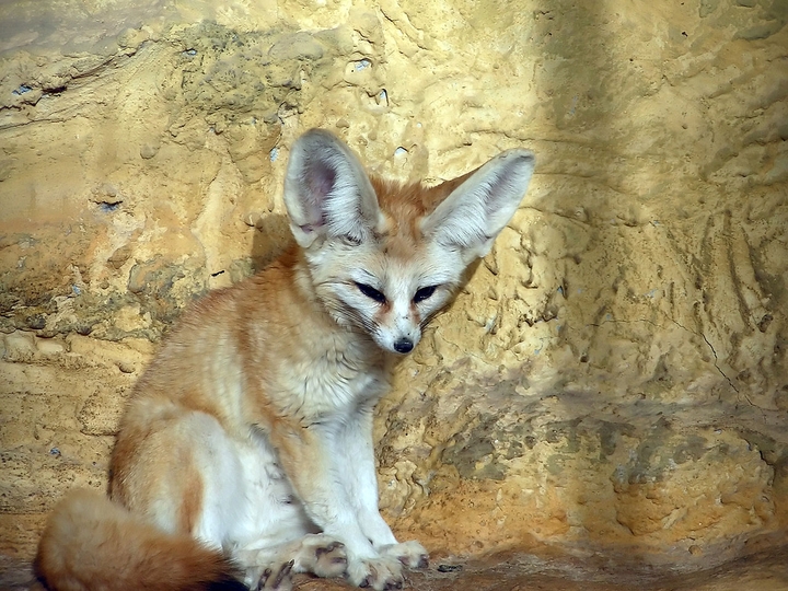 Vulpes zerda Fox
