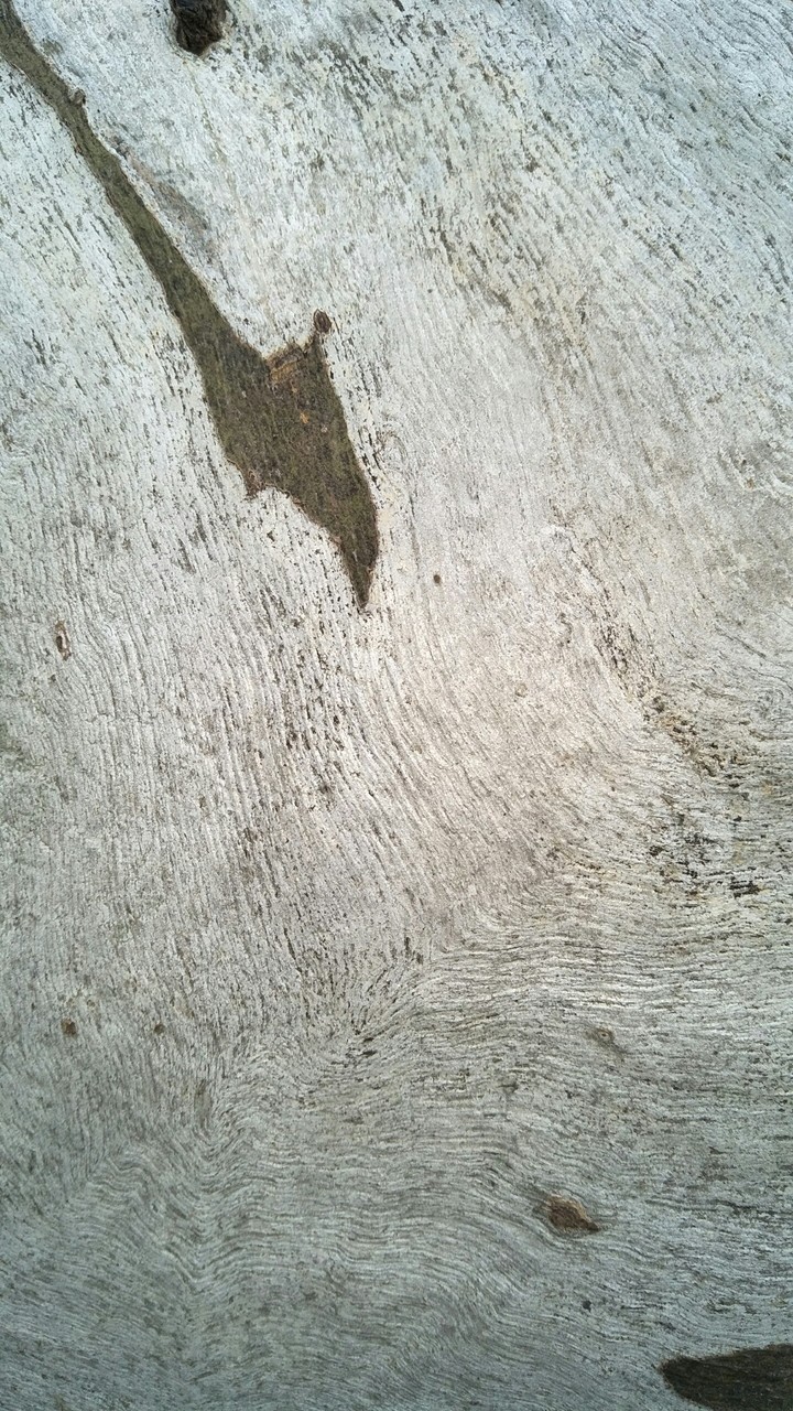 tree trunk wallpaper background