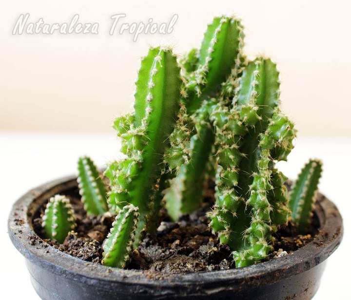 Cactus