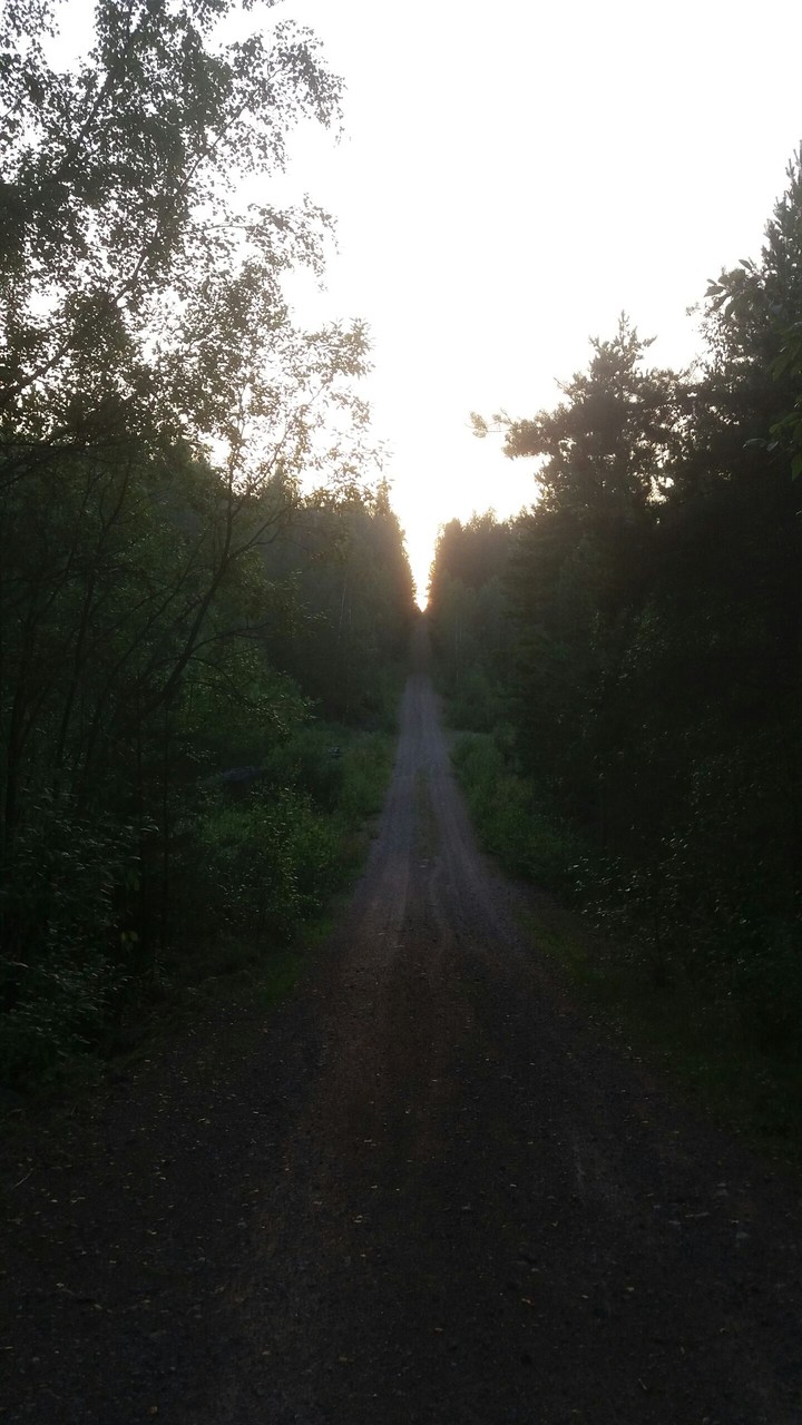 Forest at Sunset