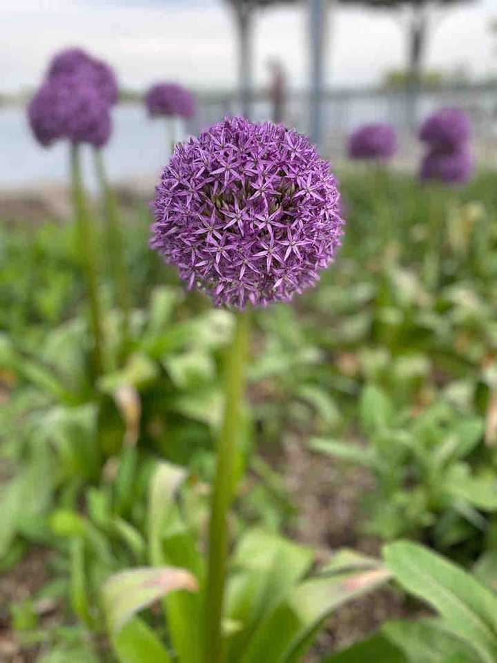Summer Bloom