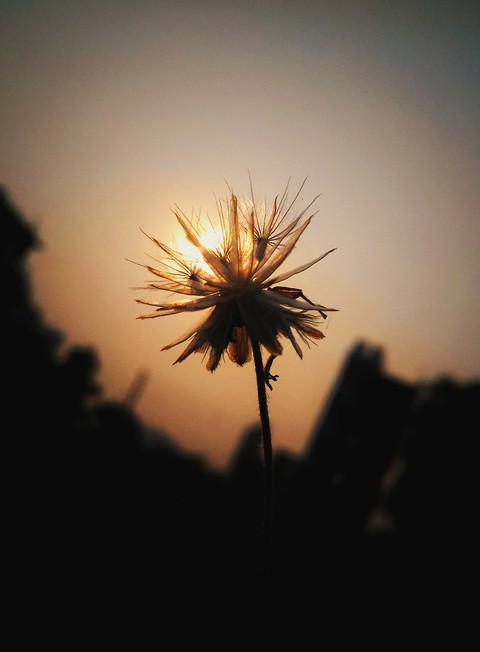 特写镜头, plant壁纸