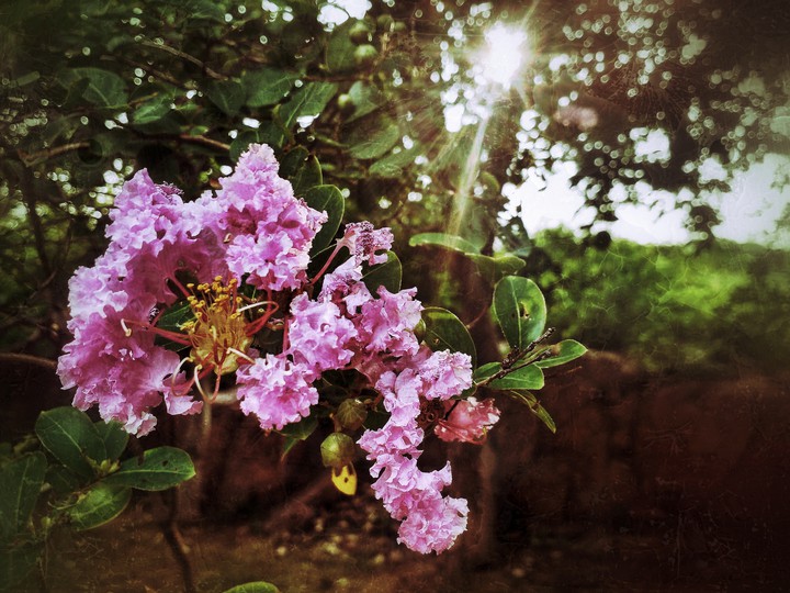 The Flower