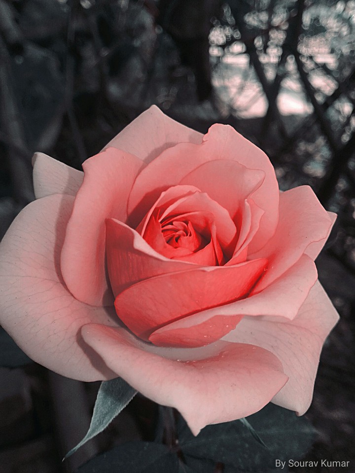 rose