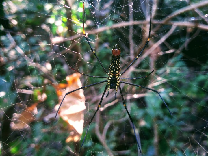 spider
