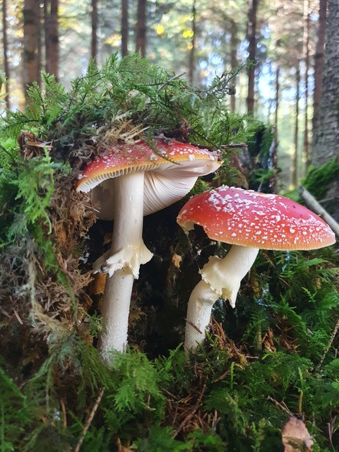 Bavaria, Fawn壁紙