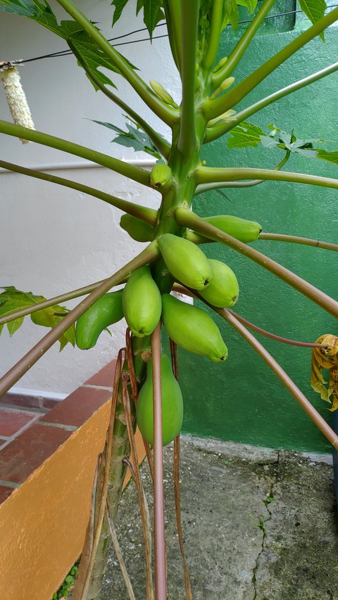 тапети fruit, tree