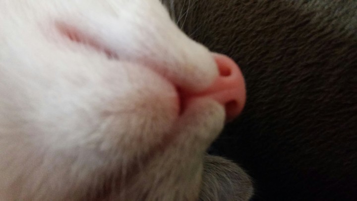kitten nose overload