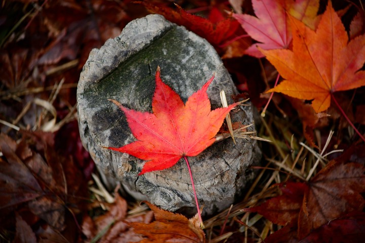 Autumn Leaves