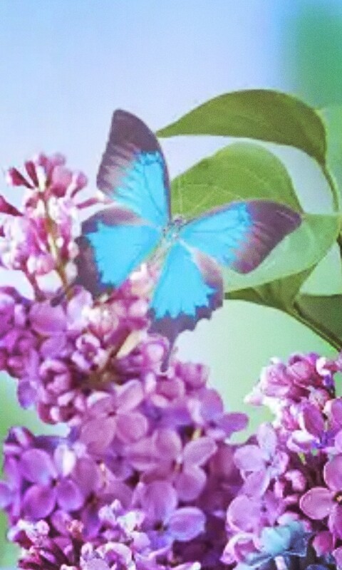 mariposa