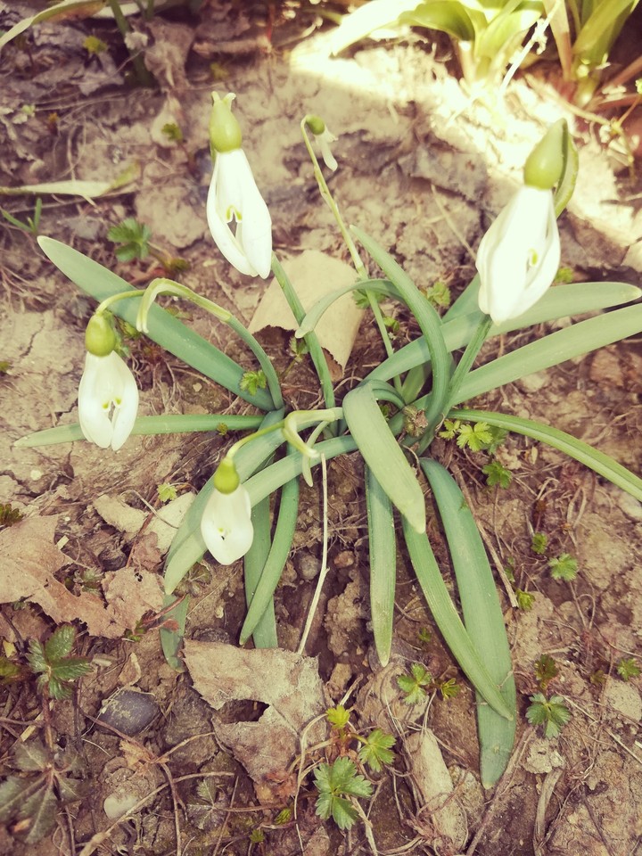 Spring flower