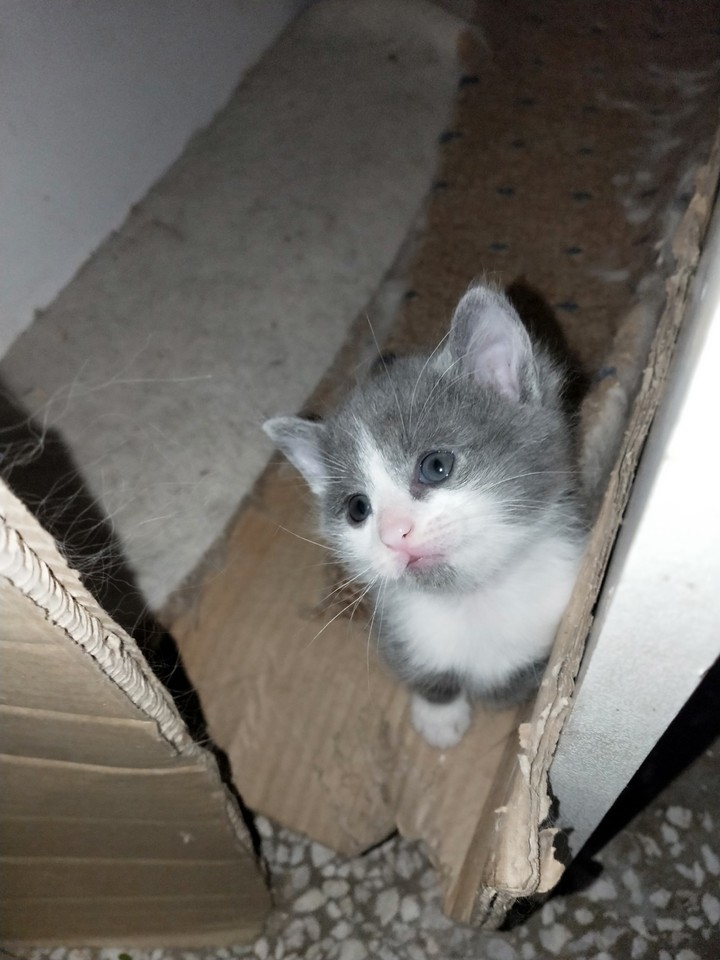 cat
