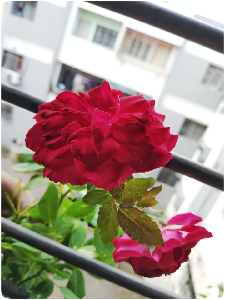 Balcony Rose