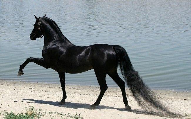 ченая стрела