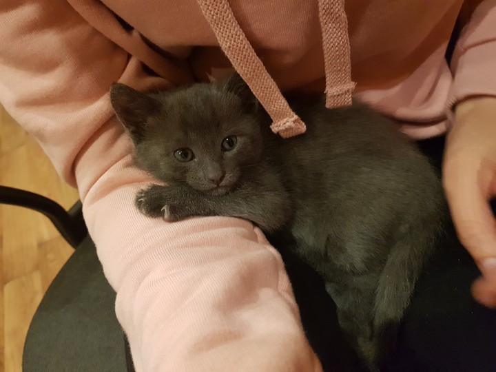 kitty and girl