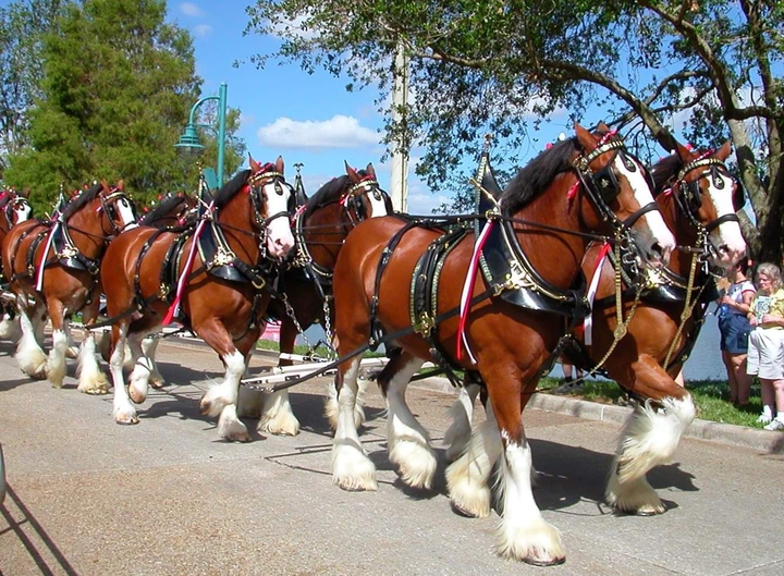 Horses parade