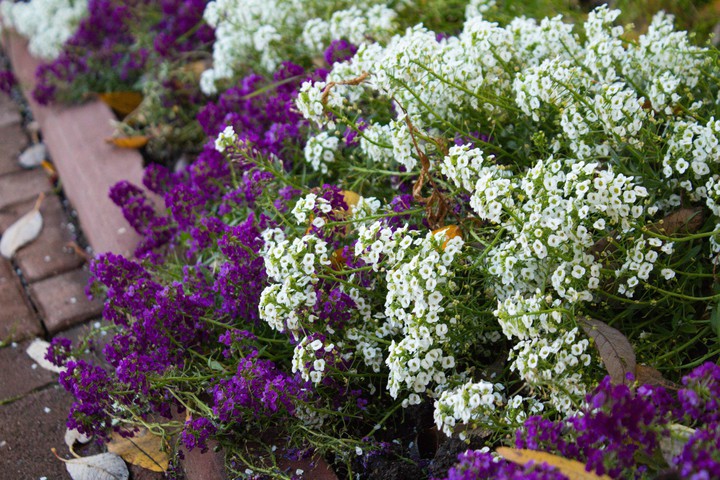 Purple & White