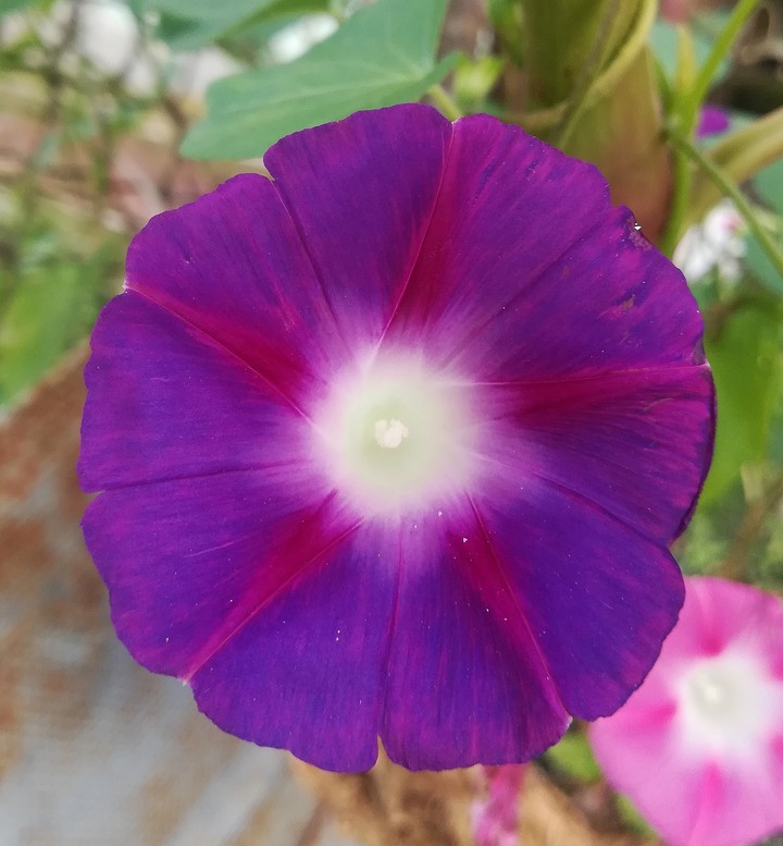flower