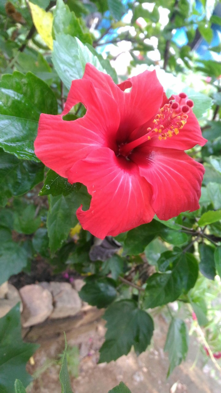 red flower