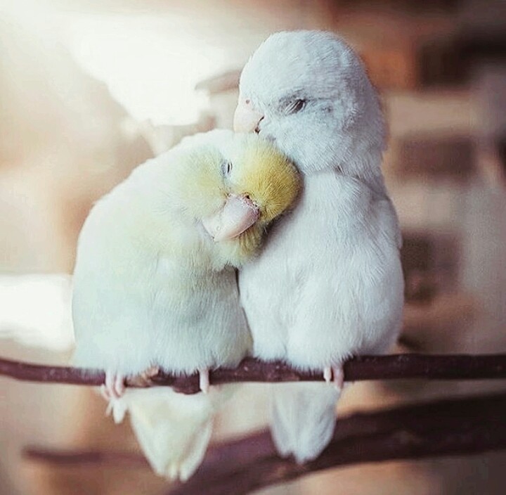 love