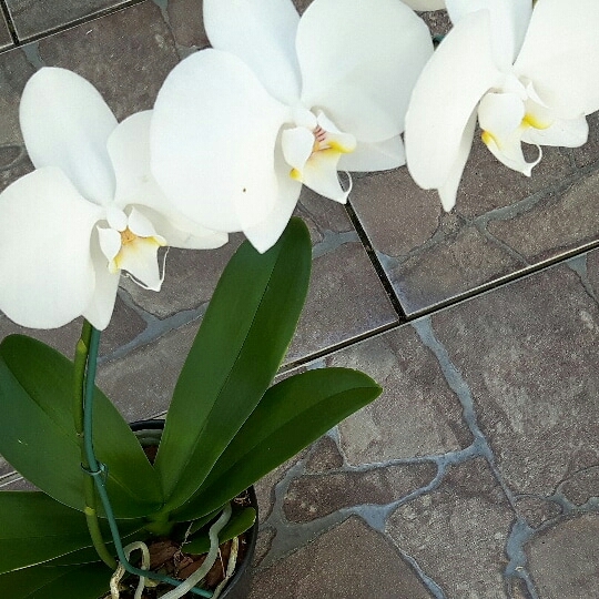 coisas da natureza...linda!