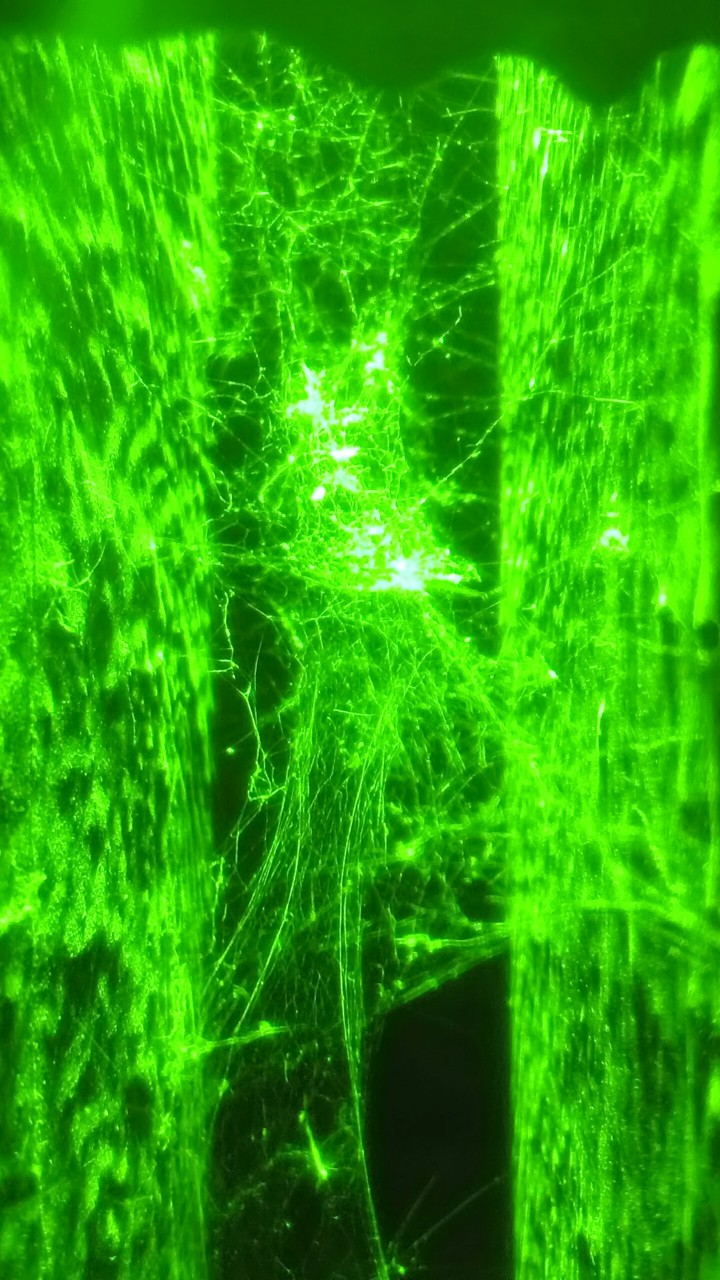 magic spider web